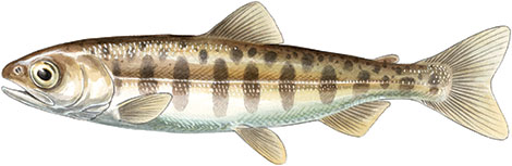 chinook salmon smolt