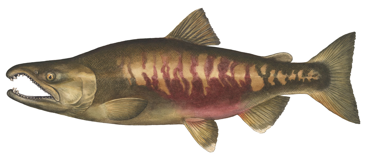 Chum Salmon  Native Fish Society