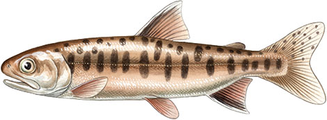 Coho parr