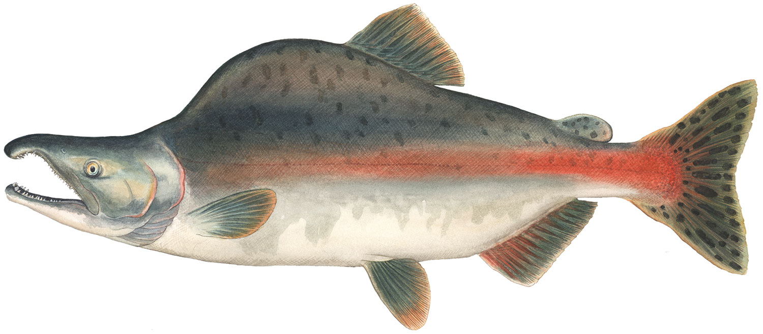 Pink Salmon (Oncorhynchus gorbuscha) - Species Profile