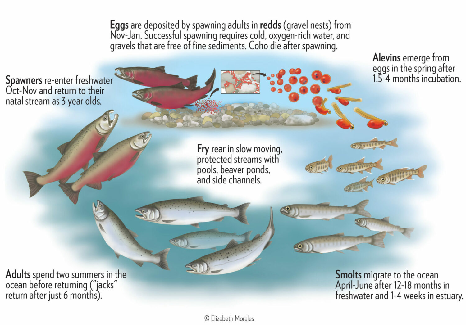salmon life cycle map