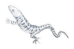 Foothills-alligator-lizard-illustration