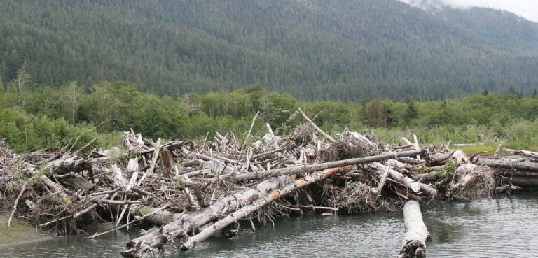 Restoring the Quinault