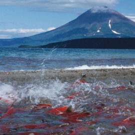 Kamchatka sockeye salmon spawning