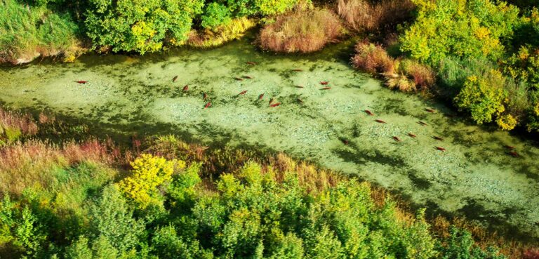 In Defense of Salmon