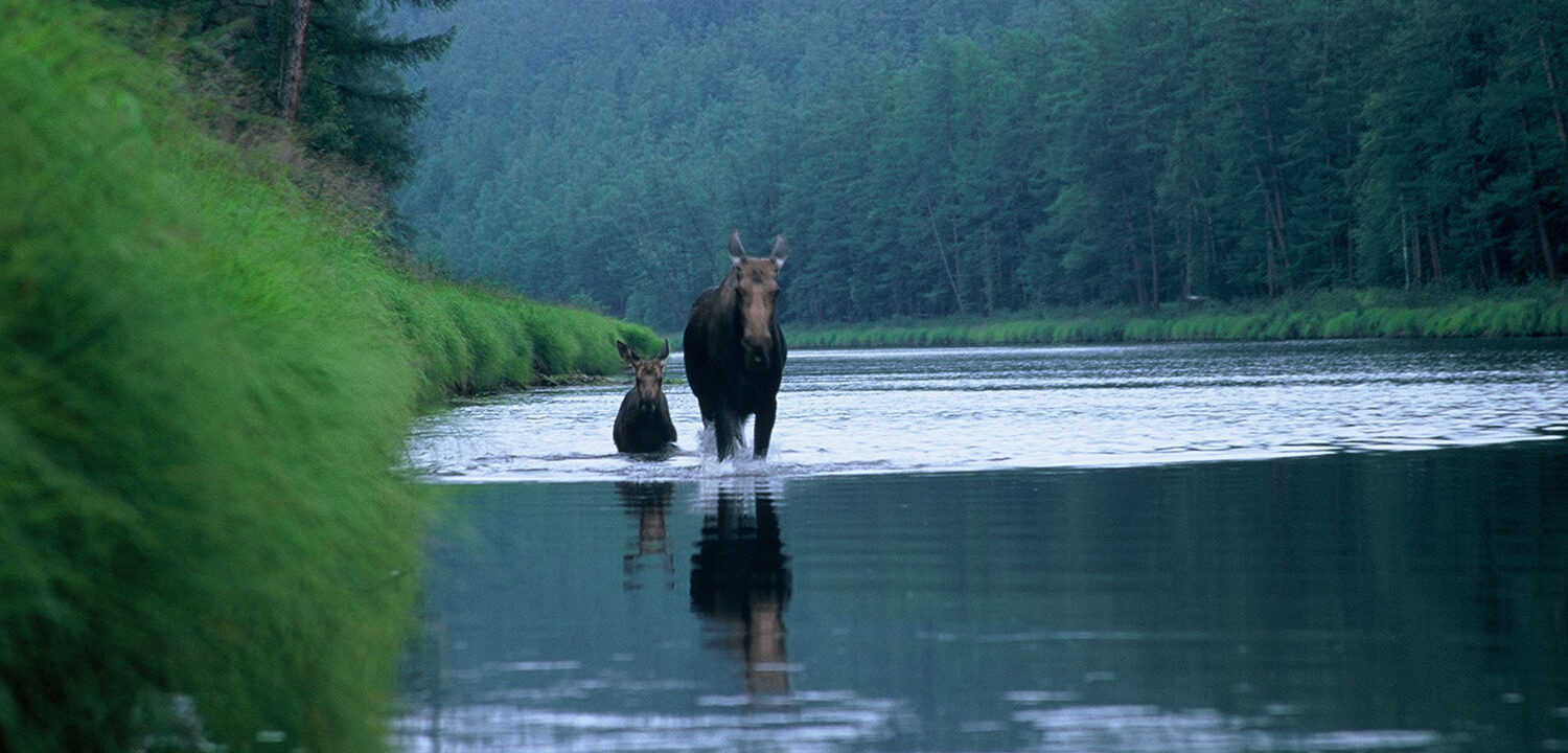 Moose and calf in Khabarovsk
