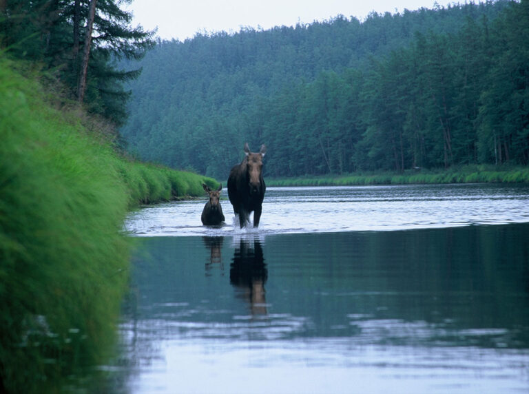 Moose and calf in Khabarovsk