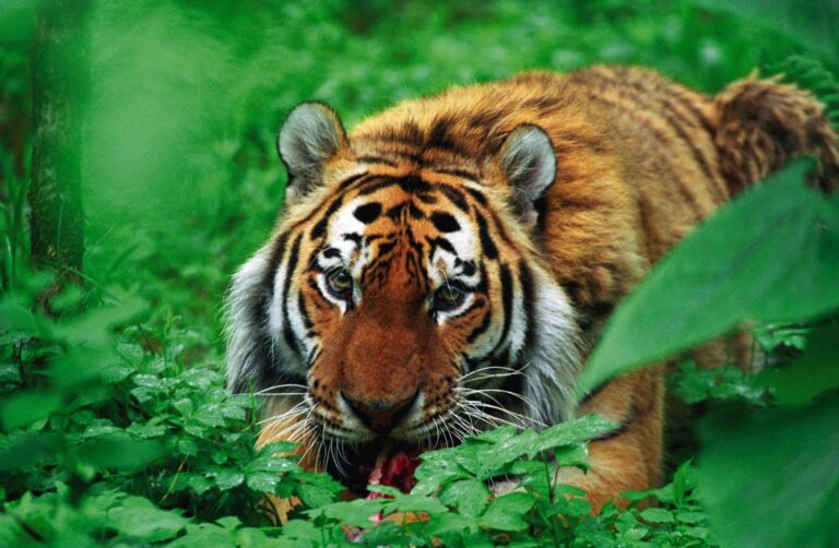 Russia and US Agree: Protect Wildlife