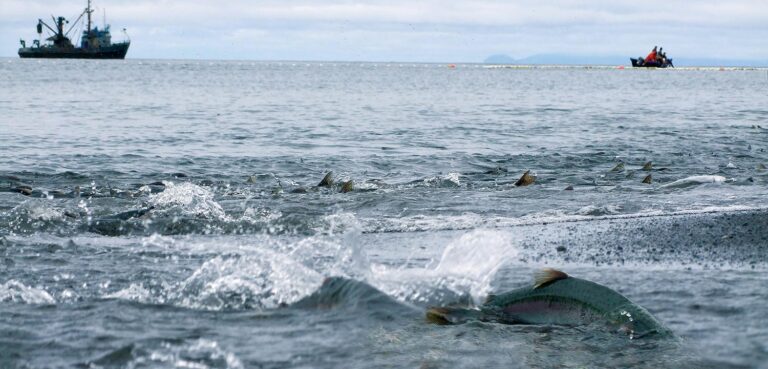 Sakhalin MSC Certification