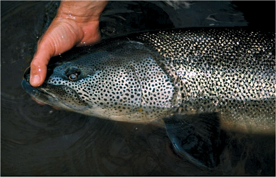 Taimen in the Koppi River, Sakhalin, Russia.