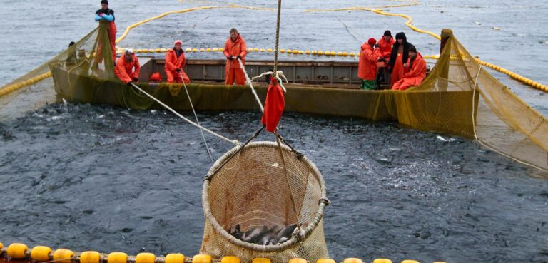 Kamchatka Pursues MSC Certification