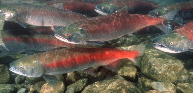 Sockeye Status Updated
