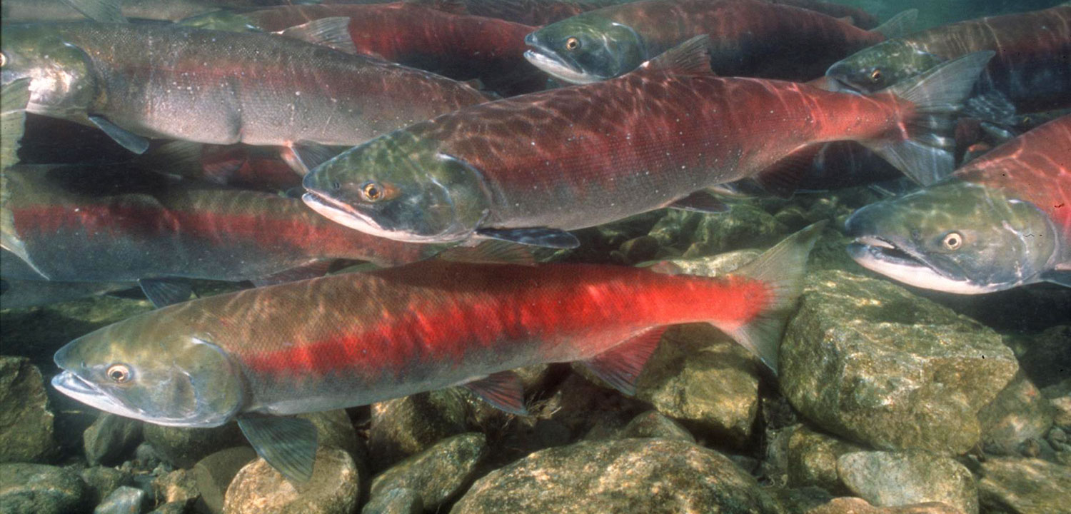 Gates Creek British Columbia Sockeye