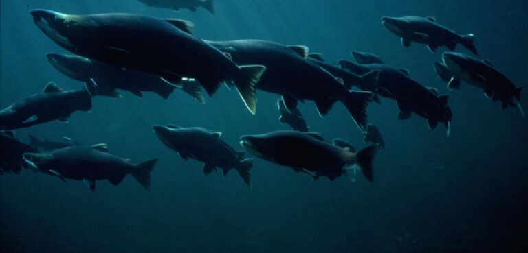 Deadly Virus Detected  in Pacific Salmon