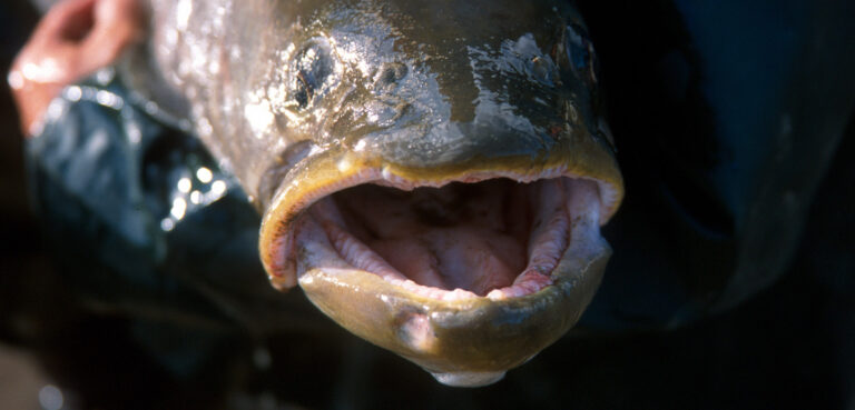 World’s Largest Fish Edges Toward Extinction