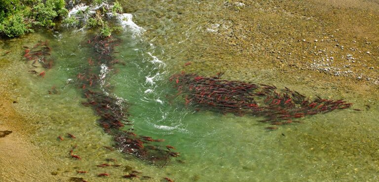 Salmon and Climate Change