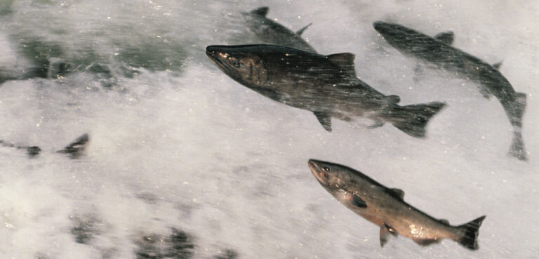 Hatchery Experts Join Workshop