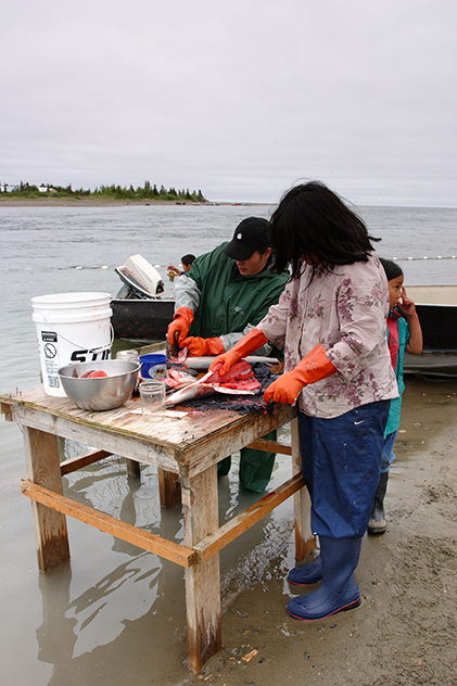 Igiugig residents clean salmon on Alaska's Kvichak River, an area threatened by the Pebble Mine