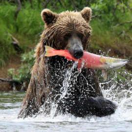 Brown bear nabs salmon in Alaska