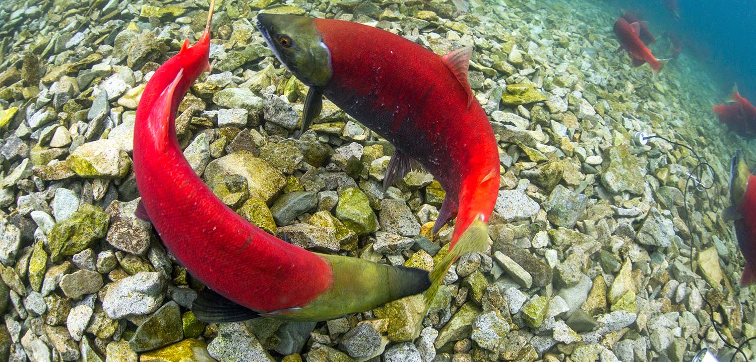 Bristol Bay Sockeye