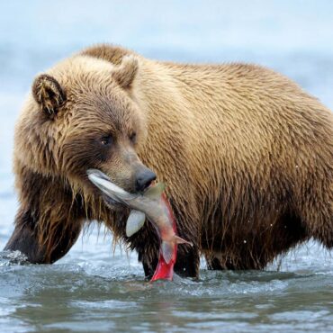 Our Story - Wild Salmon Center