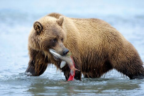 Kamchatka Brown Bear