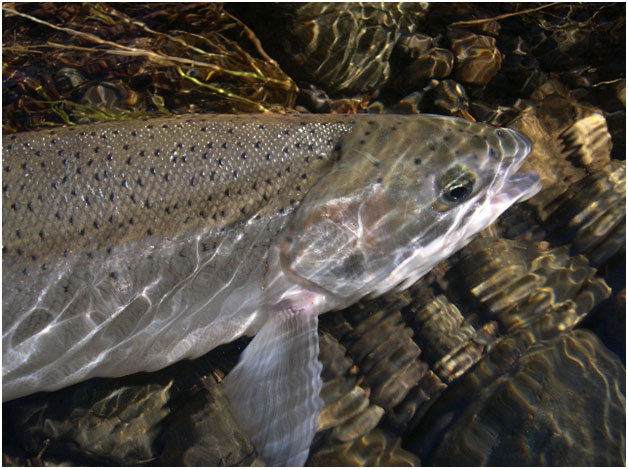 First Wild Salmonid Management Zone - Wild Salmon Center