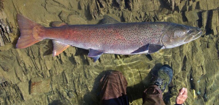 International Taimen Workshop