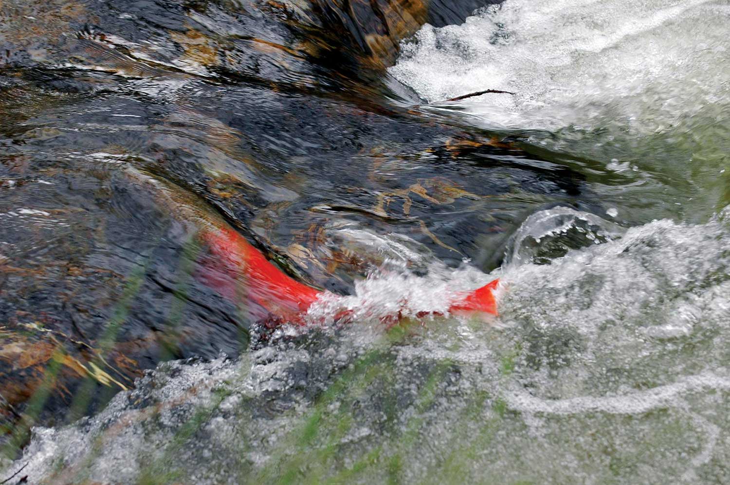 Taimen spawner, Sarufutsu River, Hokkaido, Japan