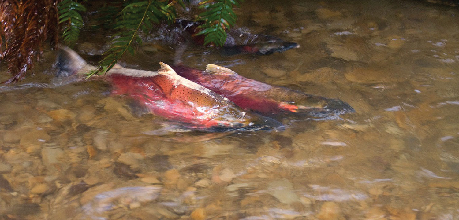 Coho salmon spawn in the Oregon Coast Range. Jim Yuscavitch