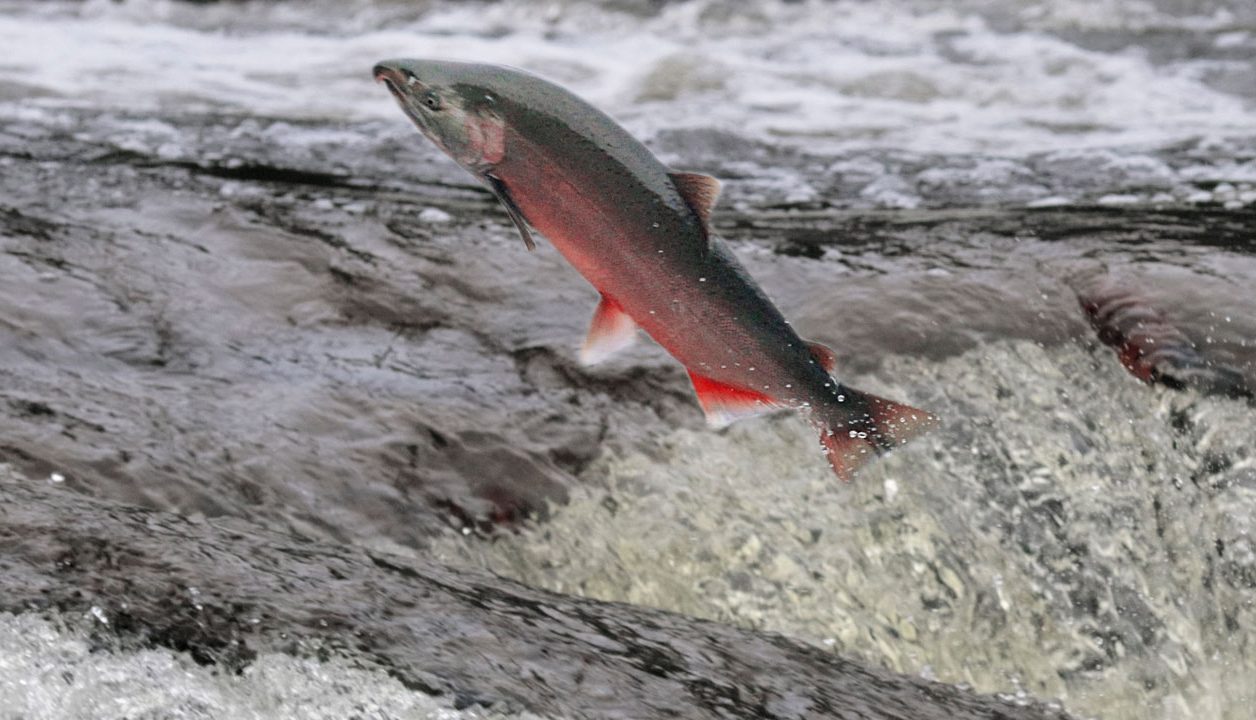 Coho salmon jumping