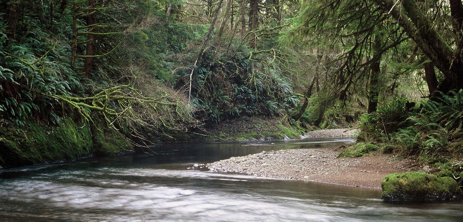 Stream in Oregon's Tillamook State Forest