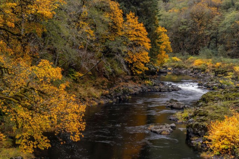 A Year In, Oregon’s Private Forest Accord Is Taking Shape