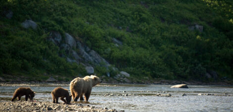 Bear cubs and mother by Bristol Bay, Alaska