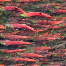 Salmon in Bristol Bay, Alaska, a key stronghold