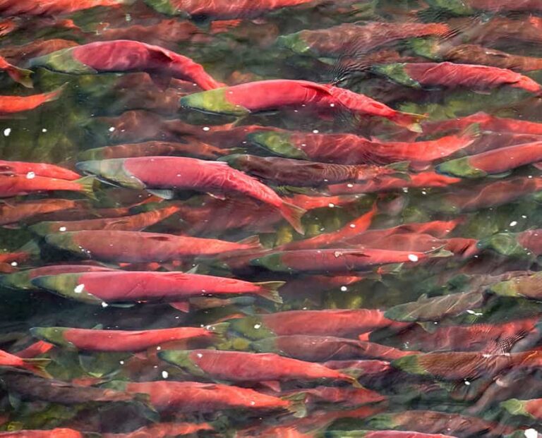 WSC Earns Global Award for Halting Pebble Mine