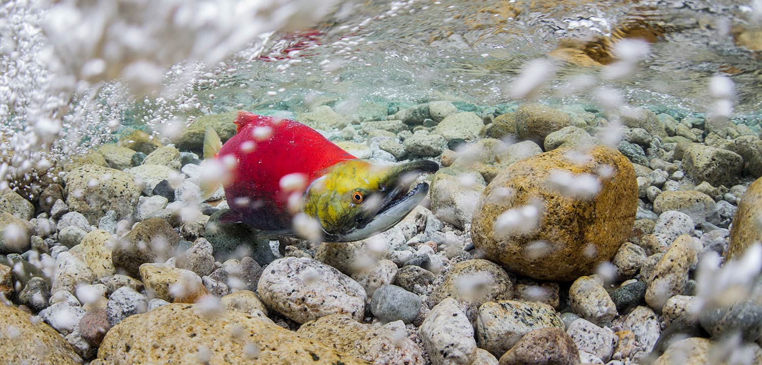 Underwater shot of a sockeye salmon in Bristol Bay, Alaska