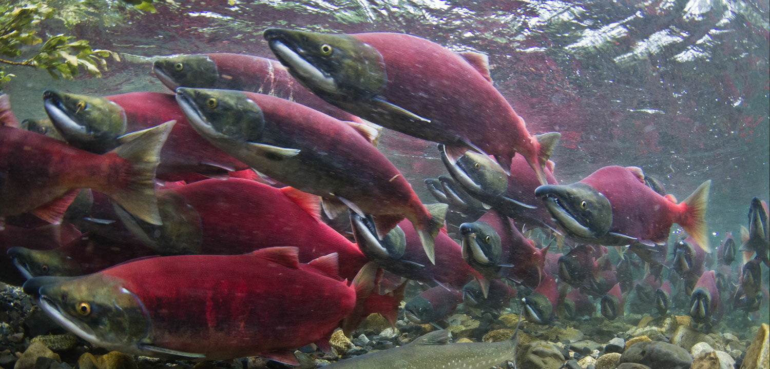 Sockeye in Bristol Bay, Alaska