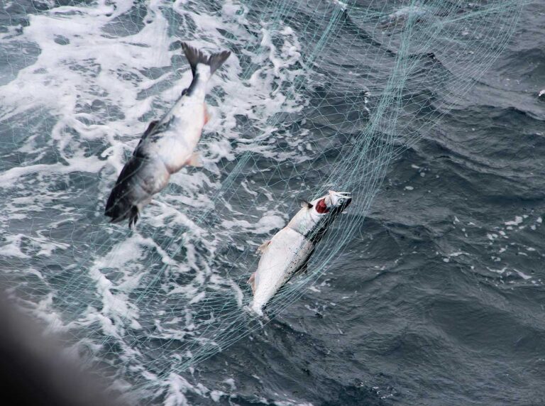 Russia Driftnetting Saving Salmon Together Fund