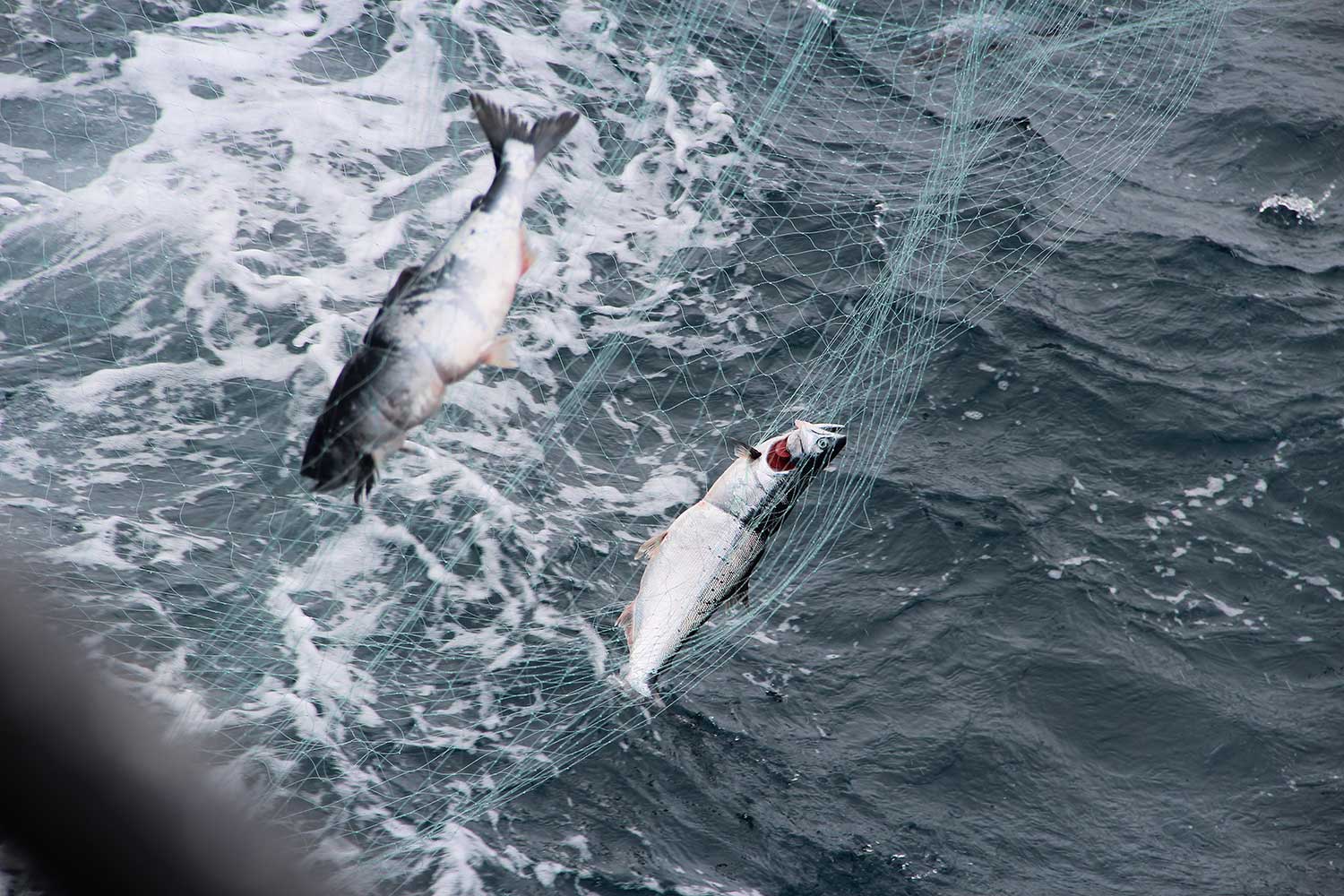 Russia Driftnetting Saving Salmon Together Fund