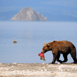Kamchatka brown bear with sockeye salmon