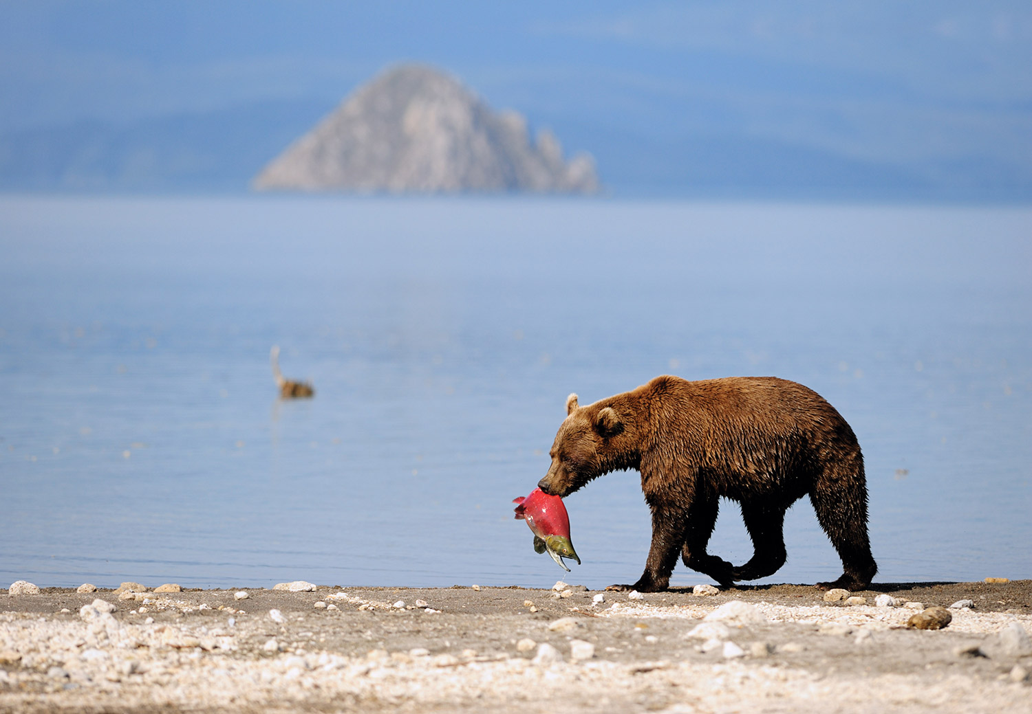 Kamchatka brown bear with sockeye salmon