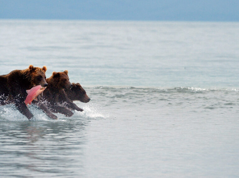 Three bears running with a salmon in Kamchatka