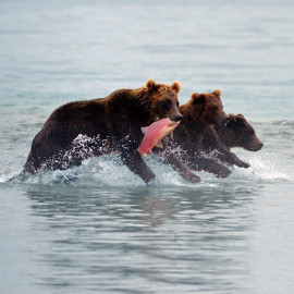 Three bears running with a salmon in Kamchatka