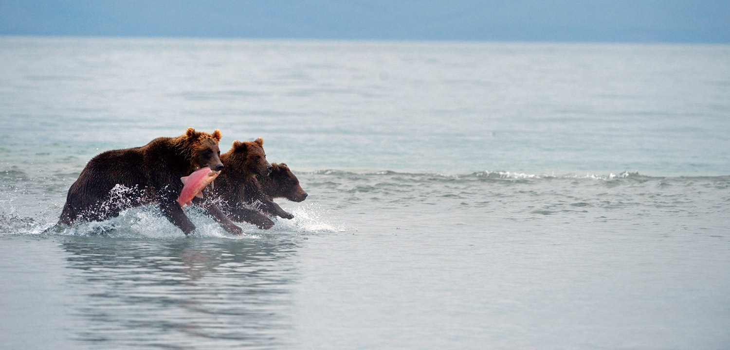 Three bears running with a salmon in Kamchatka