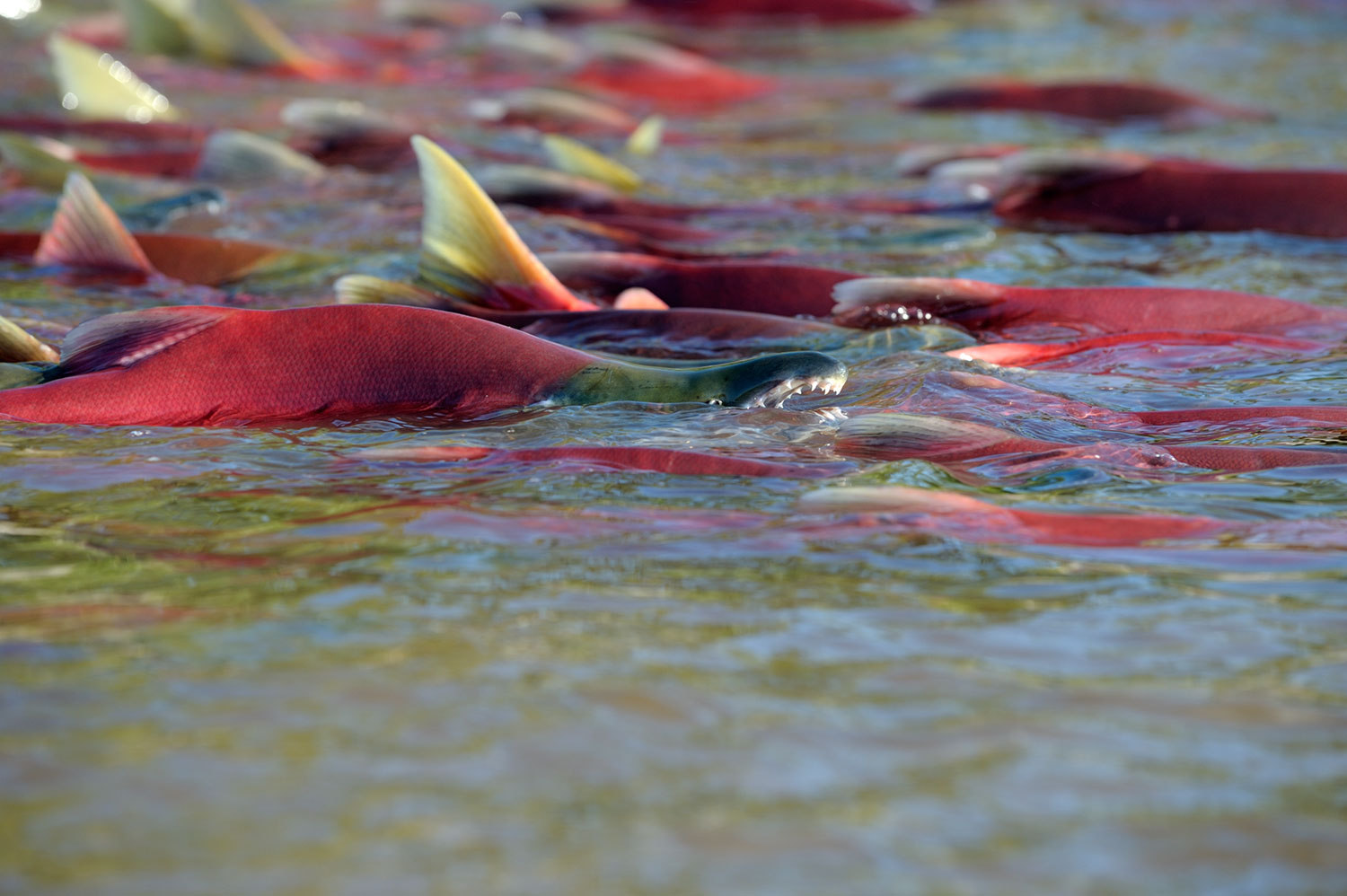 Sockeye spawn in the Kamchatka