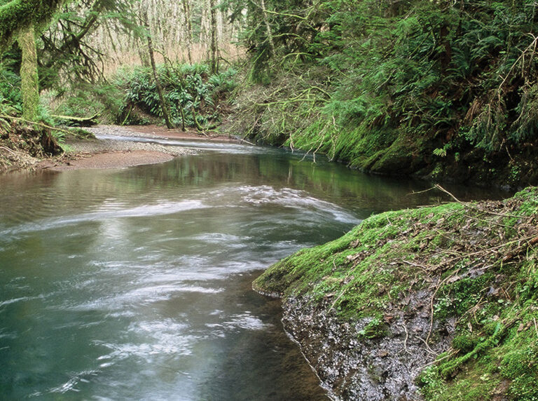 Stream in Oregon's Tillamook State Forest