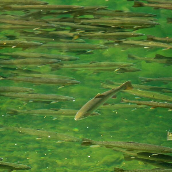 Frank And Jeanne Moore Wild Steelhead Sanctuary - Wild Salmon Center