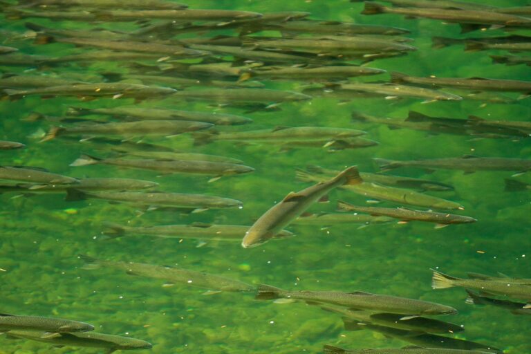 Frank Moore Bill Advances