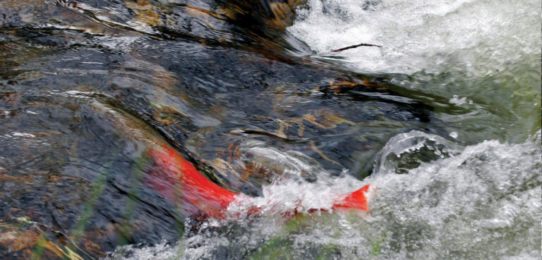 Tracking Giants in Japan